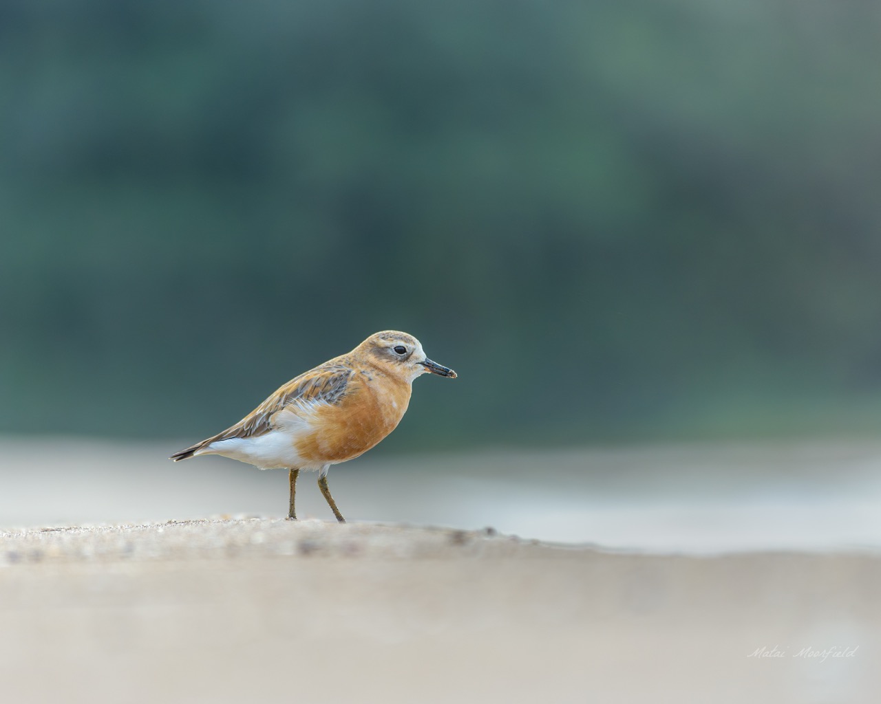 Native Northern New Zealand dotterel bird photo on sand